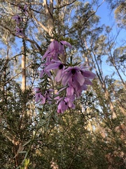 Tetratheca pilosa