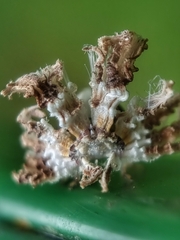 Ricaniidae