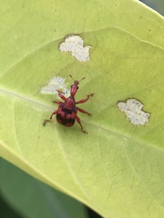 Apoderina