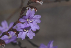 Limonium virgatum