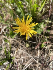 Taraxacum officinale