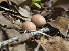 Nyctidromus albicollis