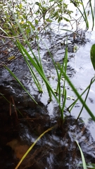 Sparganium emersum