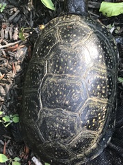 Emydoidea blandingii