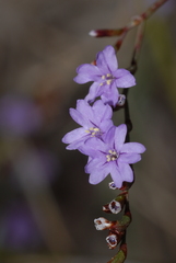 Limonium virgatum