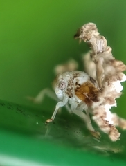 Ricaniidae