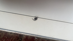 Theridiidae