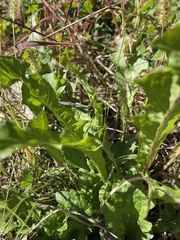 Taraxacum officinale