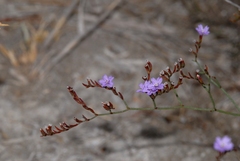 Limonium virgatum