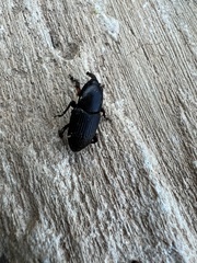 Scyphophorus acupunctatus
