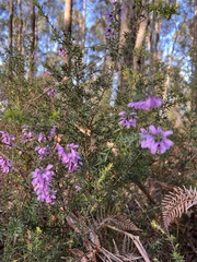 Tetratheca pilosa