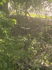 Sciurus carolinensis