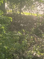 Sciurus carolinensis