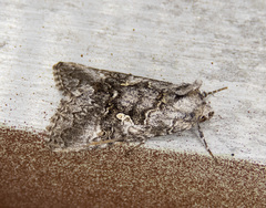 Syngrapha celsa