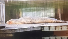 Hydrurga leptonyx