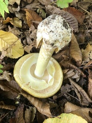 Amanita phalloides