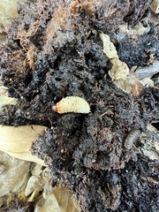 Scyphophorus acupunctatus
