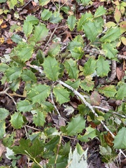 Ilex