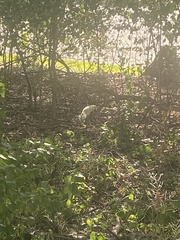 Sciurus carolinensis