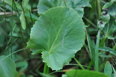 Caltha leptosepala