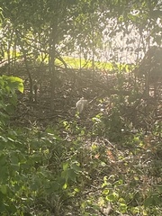 Sciurus carolinensis