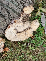 Pseudoinonotus dryadeus