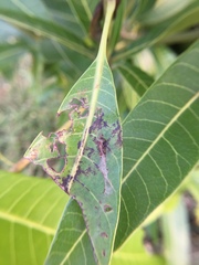 Capnodium mangiferae