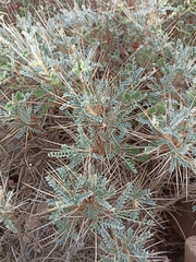 Astragalus tragacantha