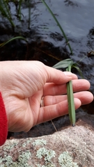 Sparganium emersum