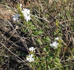 Chascanum cuneifolium