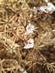 Acantholimon