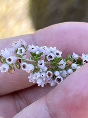 Erica parviflora