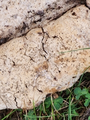 Pseudoinonotus dryadeus