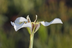 Moraea cantharophila