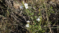 Chascanum cuneifolium