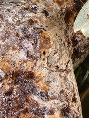 Pseudoinonotus dryadeus