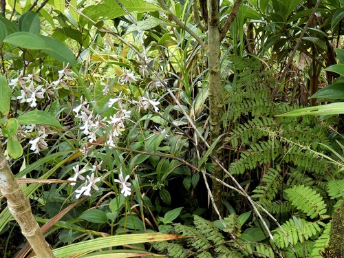 Epidendrum pajitense C.Schweinf. 2