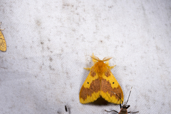 Euproctis staudingeri