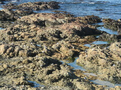 Charadrius marginatus marginatus