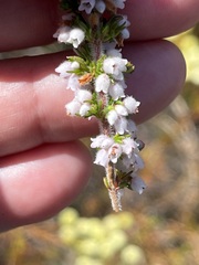 Erica parviflora