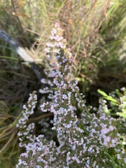 Erica parviflora