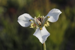 Moraea cantharophila