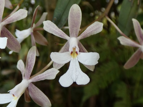 Epidendrum pajitense C.Schweinf. 3