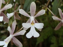 Epidendrum pajitense