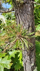 Pinus rigida