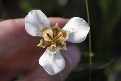 Moraea cantharophila