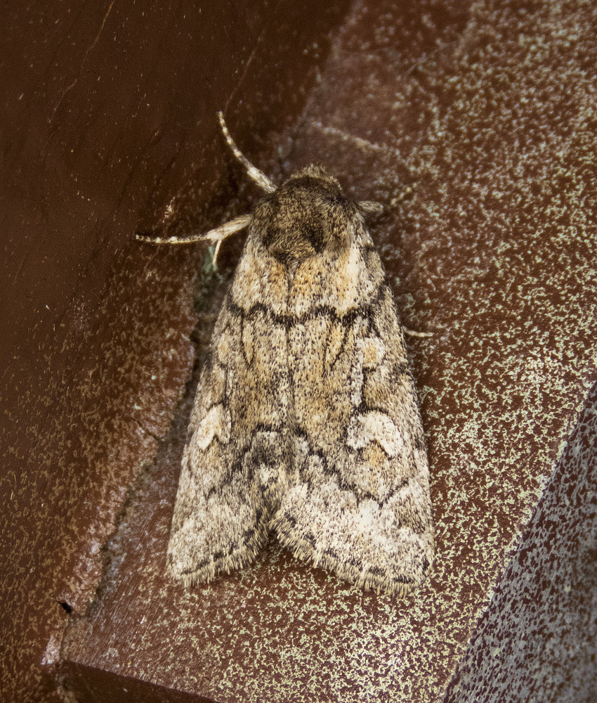 Cosmia elisae