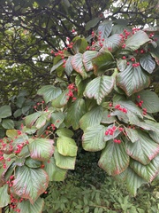 Viburnum dilatatum