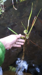 Sparganium emersum