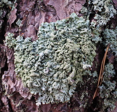 Hypogymnia farinacea